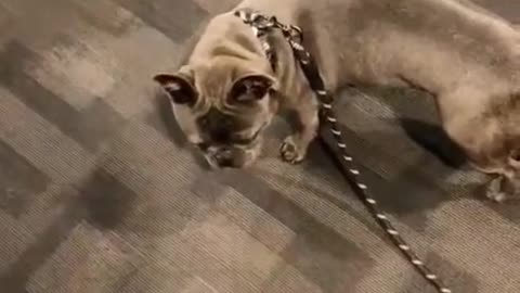 When you lose your dog 🐶 #vediodog#pet