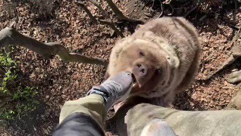 Bear is curious about object in tree
