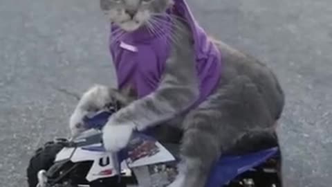 Racing cats