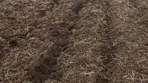 Cluster Cannister in ukraine