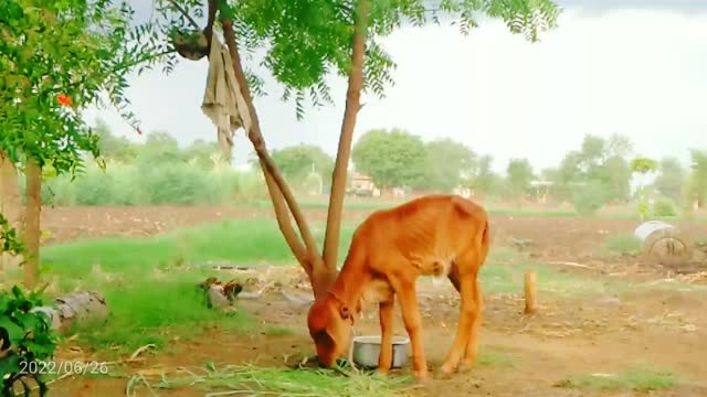 He is Soo Hungry | Part-2 of my farm+Dery Farm |Please Support this Video.