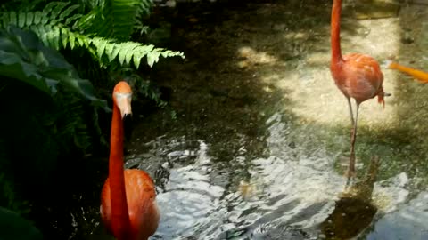 Flamingos in a lake in the jungle