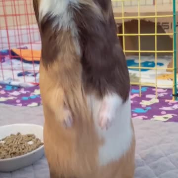 guinea pig stands on 2 feet !!1080HD