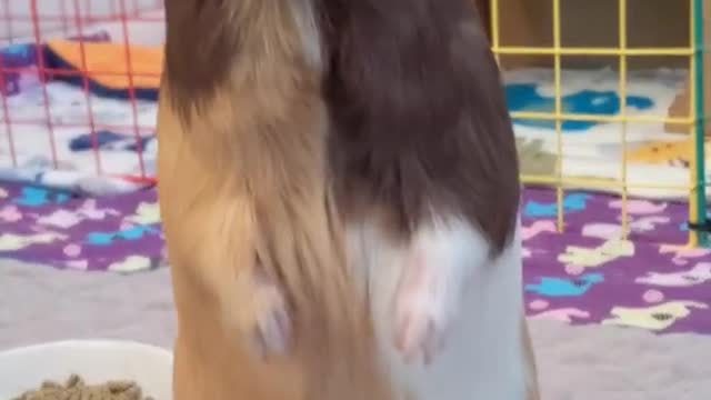 guinea pig stands on 2 feet !!1080HD