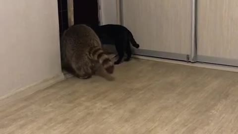 Raccoon Sits on Cat