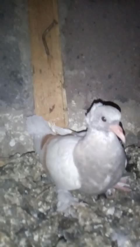 Beautiful pigeons are sitting in their nest