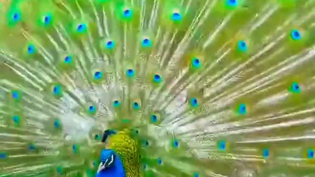 peacock video