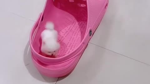 A cat playing inside a shoe