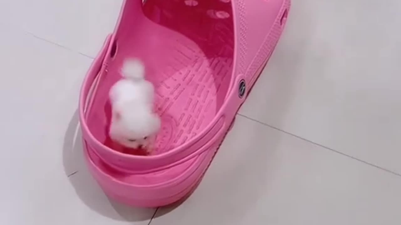 A cat playing inside a shoe