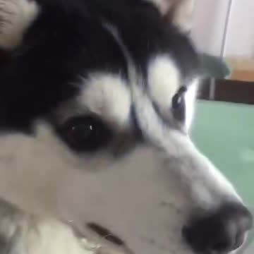 Mom, give me some food