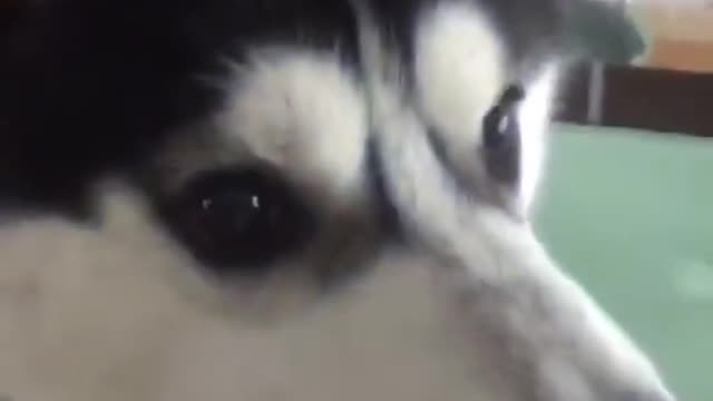 Mom, give me some food