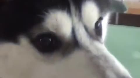 Mom, give me some food