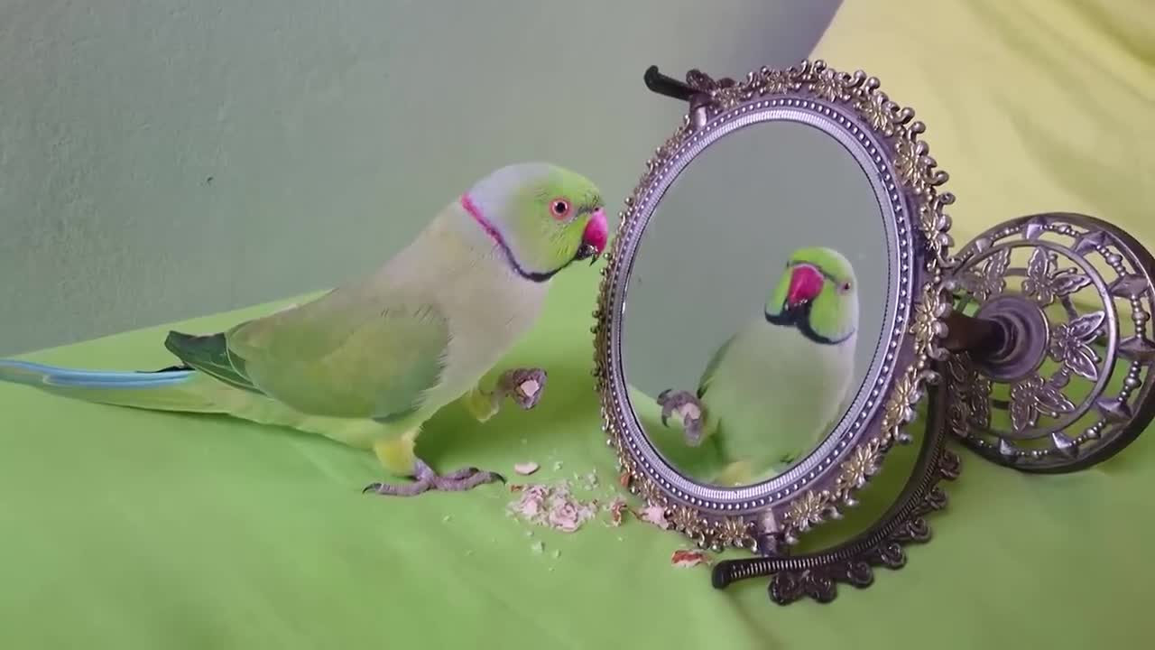 Ringneck Parrot Talking to Mirror Part 1