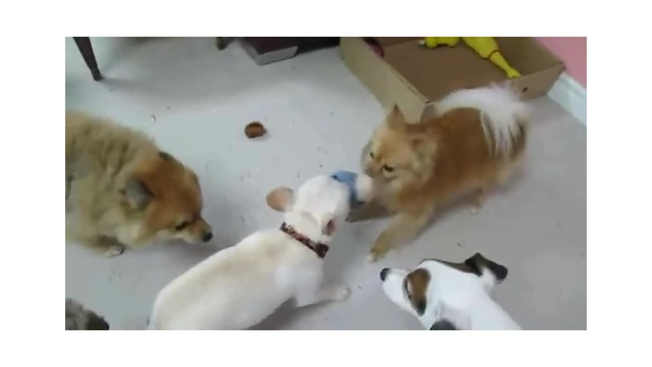 Funny dogs and Cats - DOG angry at himself