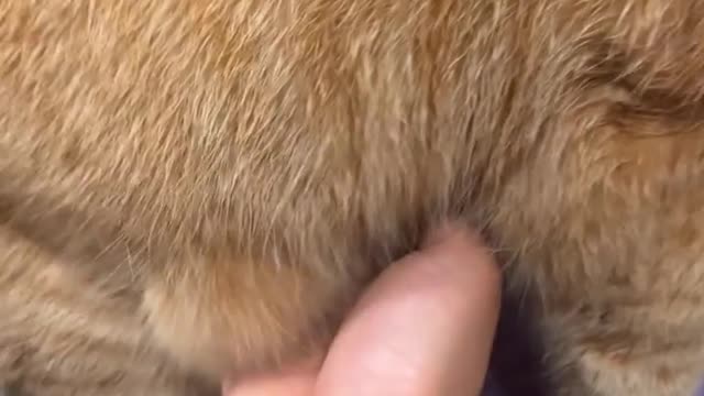 Funny animals 🤣😂