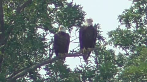 95 Toussaint Wildlife - Oak Harbor Ohio - Eagle Ignoring Mate.