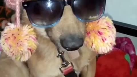 Dog funny videos #dog #dogfunny