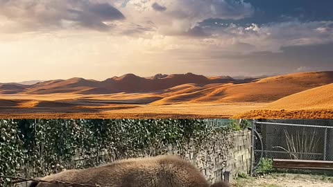 American Bison