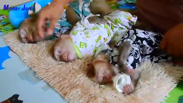 Child monkey in home