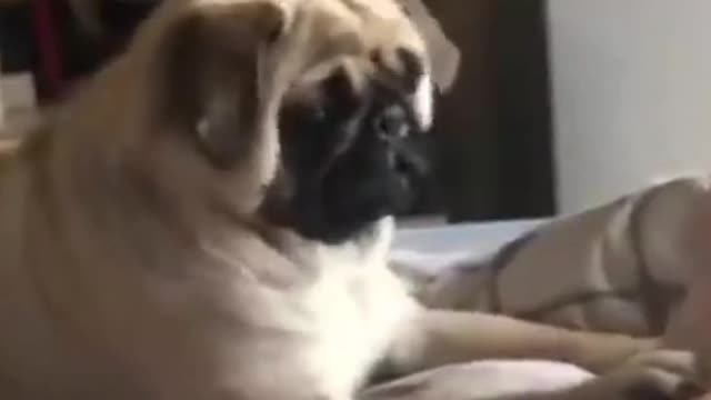 Watch this pets go crazy, really funny and cute