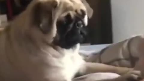 Watch this pets go crazy, really funny and cute