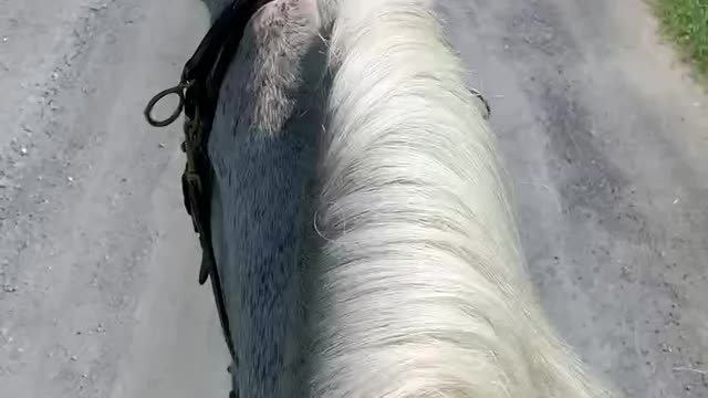 Bareback Ride on Frosty