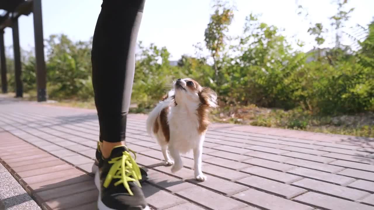 Young adult girl spending vacation day with little dog