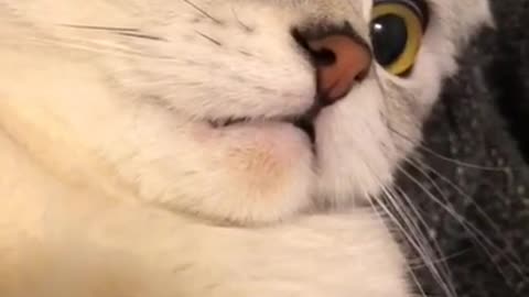 Funny Cats, Funniest Cats, Best Funny Cat Videos Of This Week #short 4