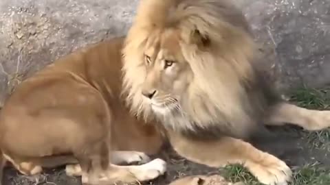 "Funny Hilarious Videos #40"! 🤣😂-Father of lion cub