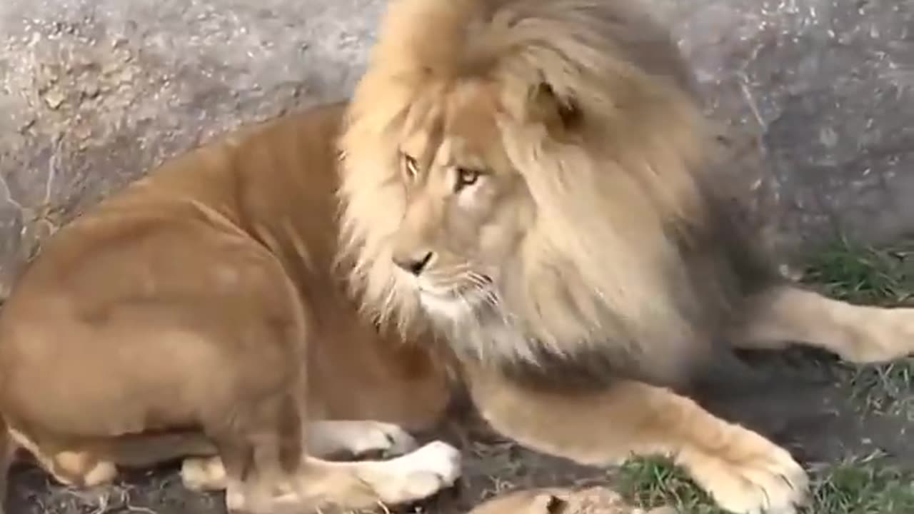 "Funny Hilarious Videos #40"! 🤣😂-Father of lion cub