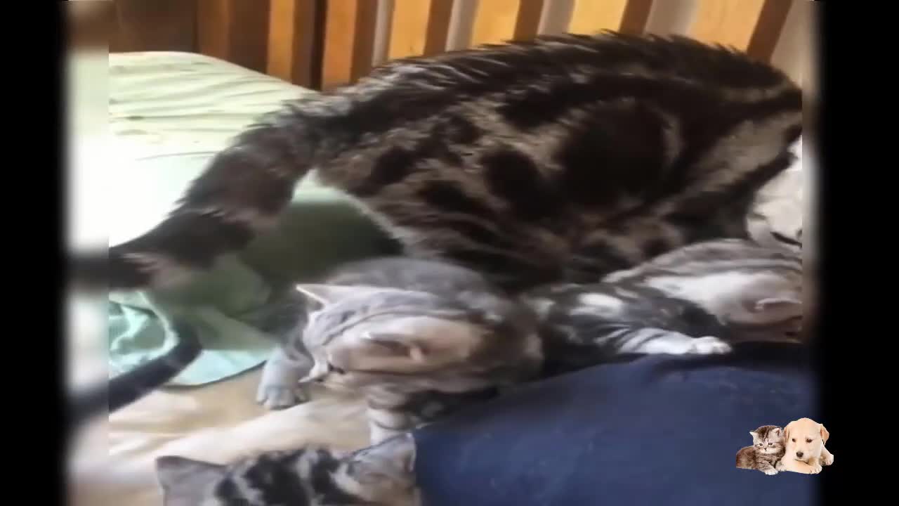 Funny Kitten moments