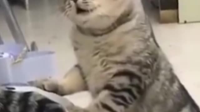 Cat nagging at his friend