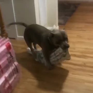 Dog Down The Stairs With Sheet In My Mouth - Tiktok Dogs (Funny Animals #386)