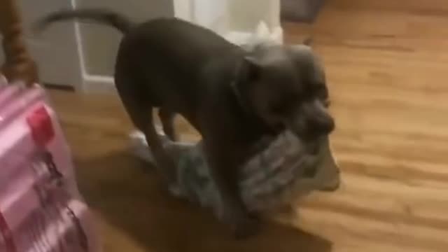 Dog Down The Stairs With Sheet In My Mouth - Tiktok Dogs (Funny Animals #386)