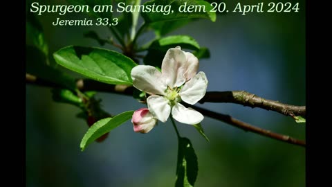 Spurgeon am Samstag, dem 20. April 2024