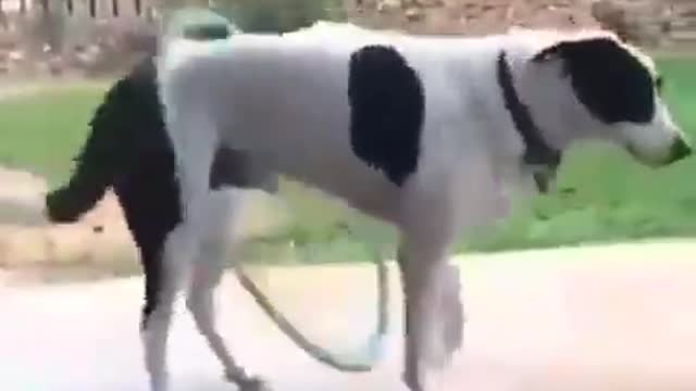 Dog with hoop
