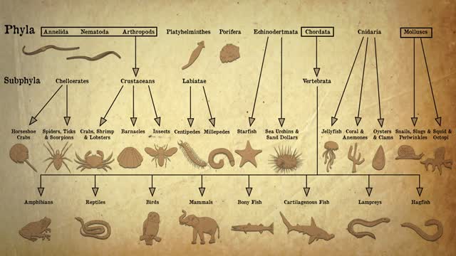 Animal Classification | Evolution | Biology | FuseSchool