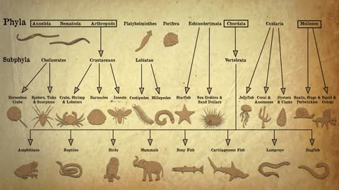 Animal Classification | Evolution | Biology | FuseSchool