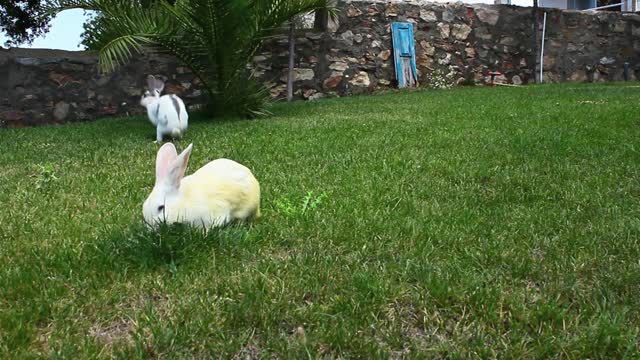 Adorable White Bunny Rabbits Eating Together