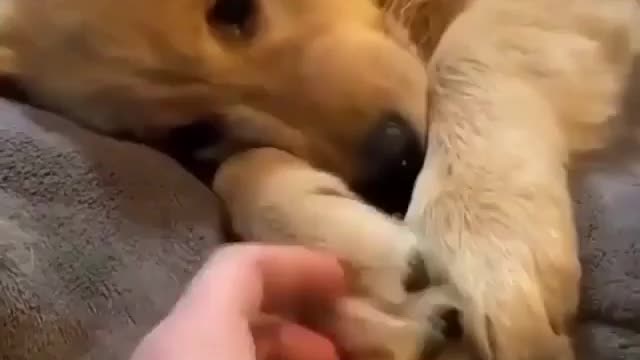 Funny dog video