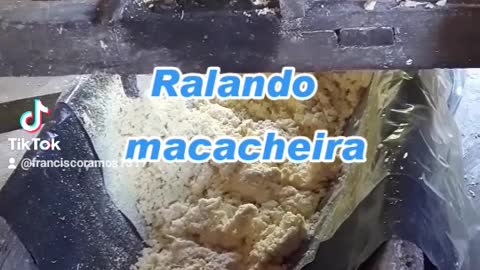 Ralando macaxeira