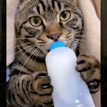 Happy Animal | The first bottle of milk in the new year 😂