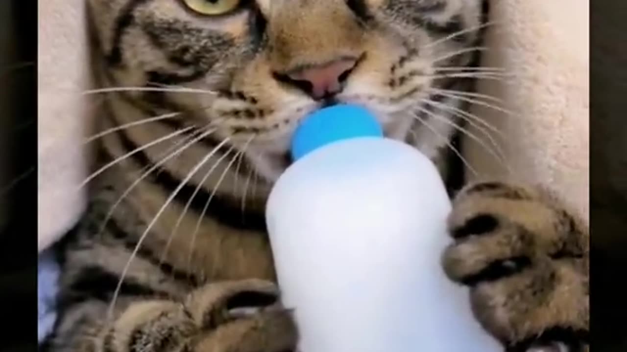 Happy Animal | The first bottle of milk in the new year 😂