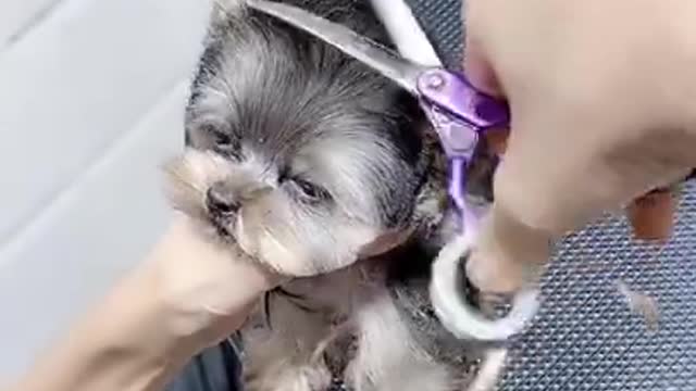 Baby Cute and Funny Dog Video