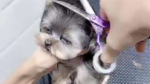 Baby Cute and Funny Dog Video