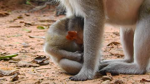 Mother Monkey And Her Cute Kid on the Field to find food