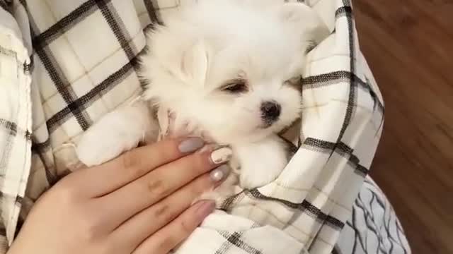 Funny Puppy Dog