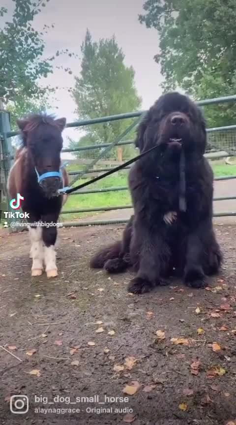 Newfoundland adorably express his love for the tiny horse