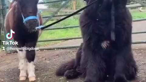 Newfoundland adorably express his love for the tiny horse