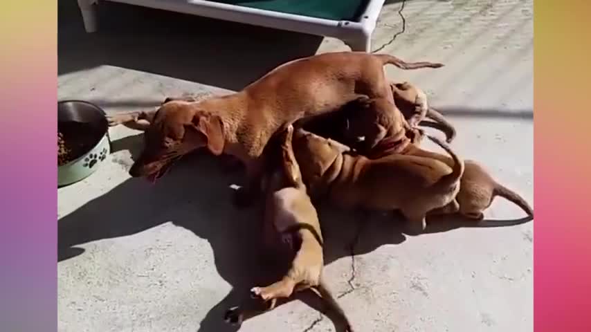 dogs protect there son's .. love and more